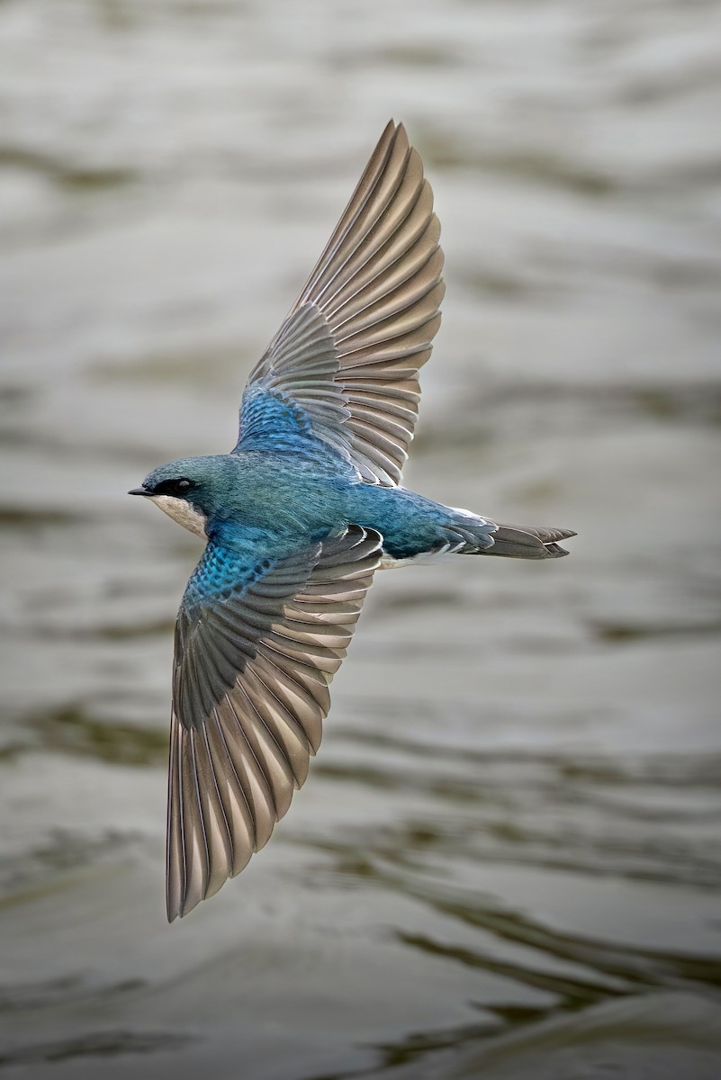 tresvale - ML644393486