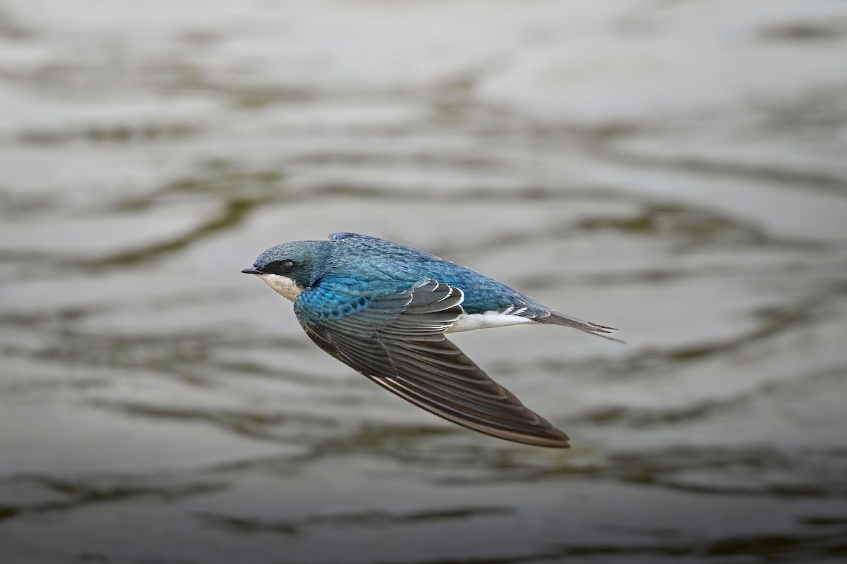 tresvale - ML644393508