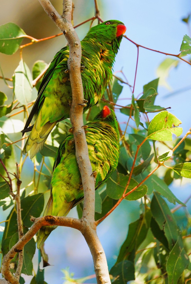 Scaly-breasted Lorikeet - ML644393520
