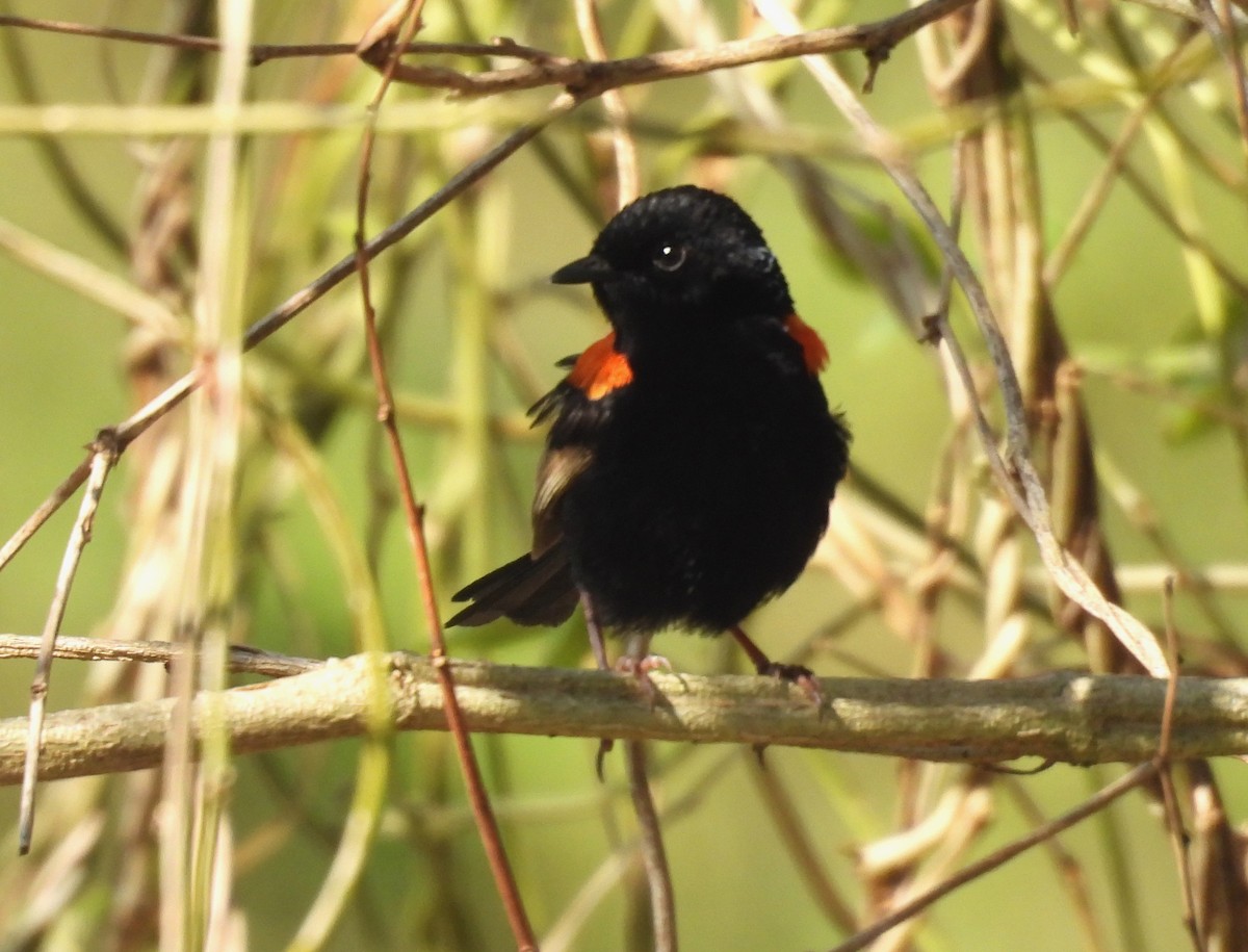 Red-backed Fairywren - ML644393532