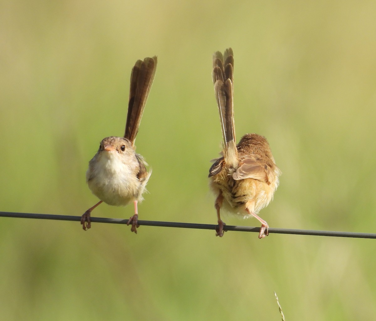 Red-backed Fairywren - ML644393539