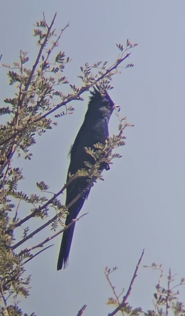 Phénopèple luisant - ML644393540