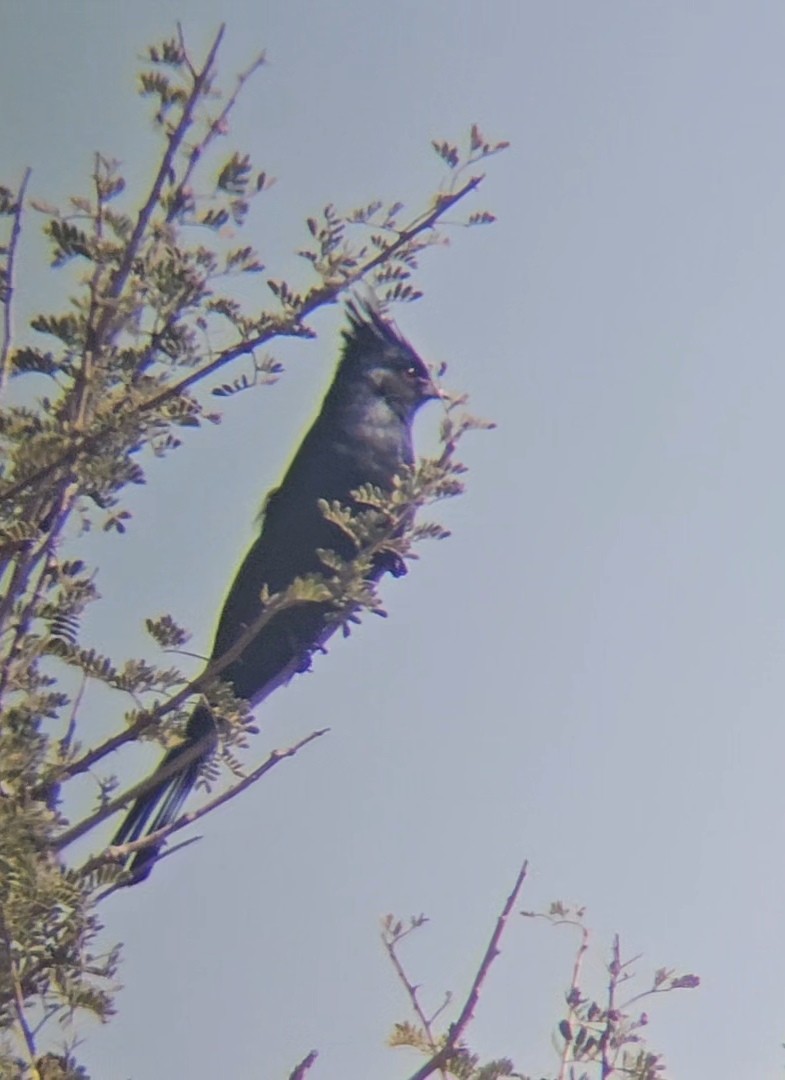 Phénopèple luisant - ML644393541