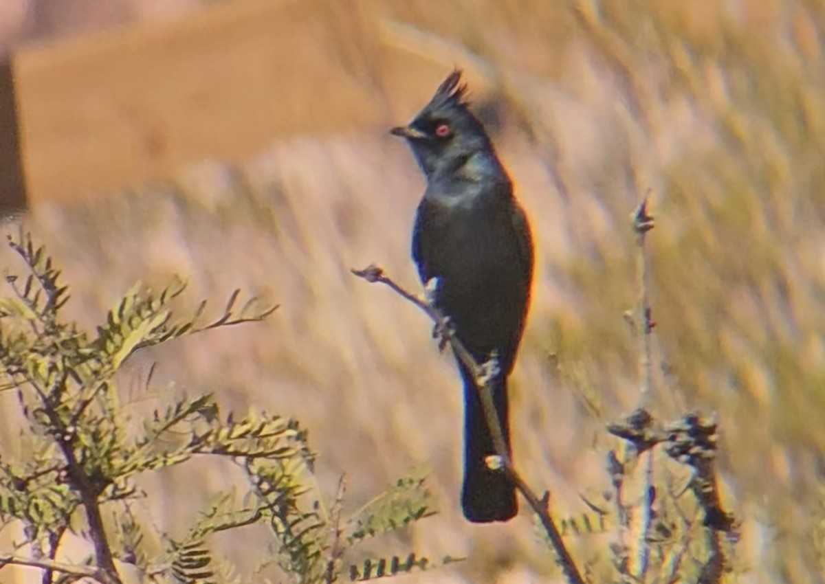 Phénopèple luisant - ML644393542