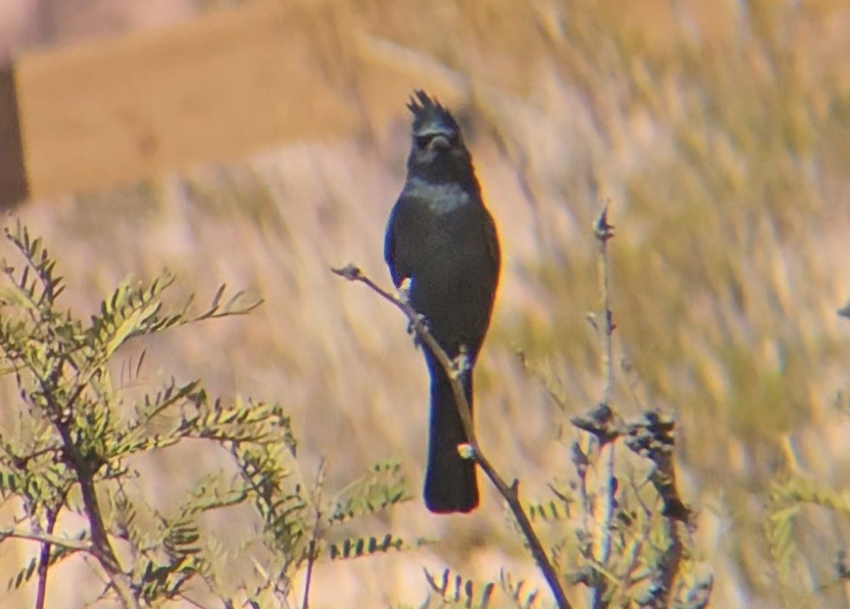 Phénopèple luisant - ML644393543