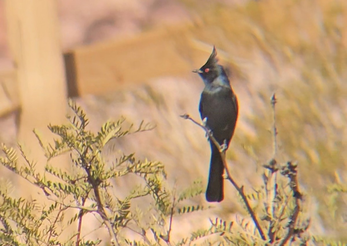 Phénopèple luisant - ML644393544