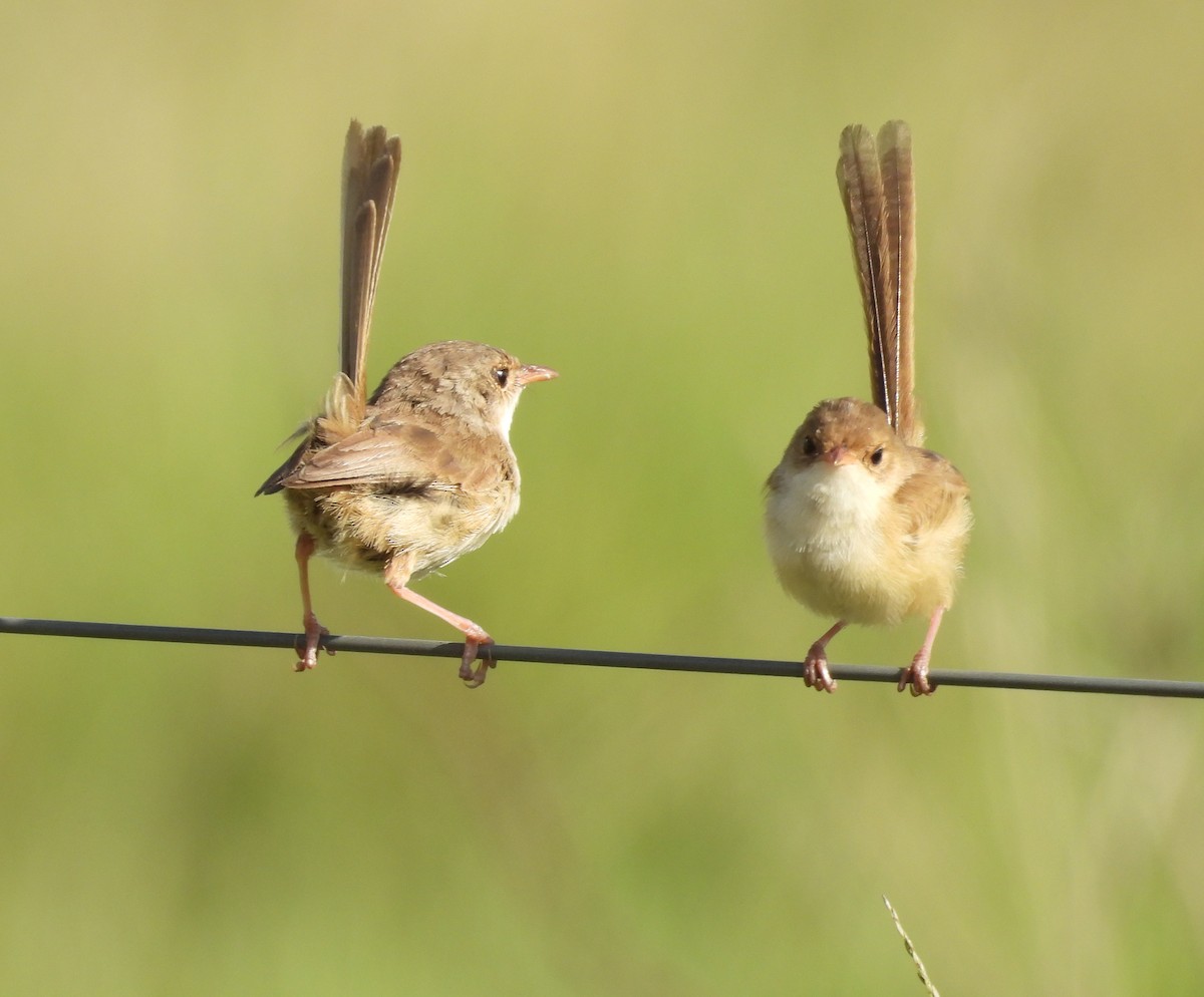 Red-backed Fairywren - ML644393554