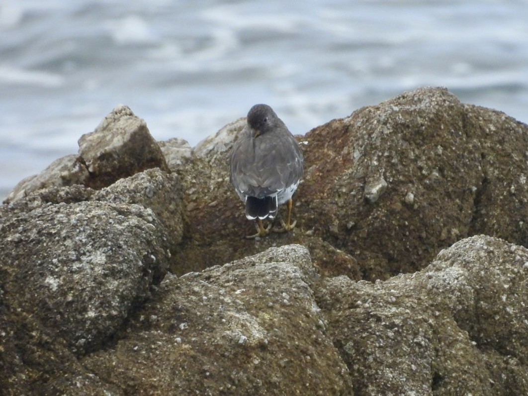 アライソシギ - ML644393576