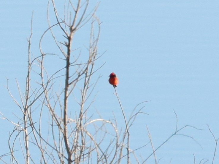 rubintyrann - ML644393579