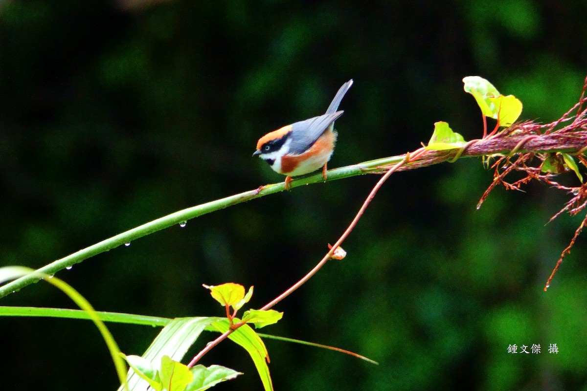 Black-throated Tit - ML644393594