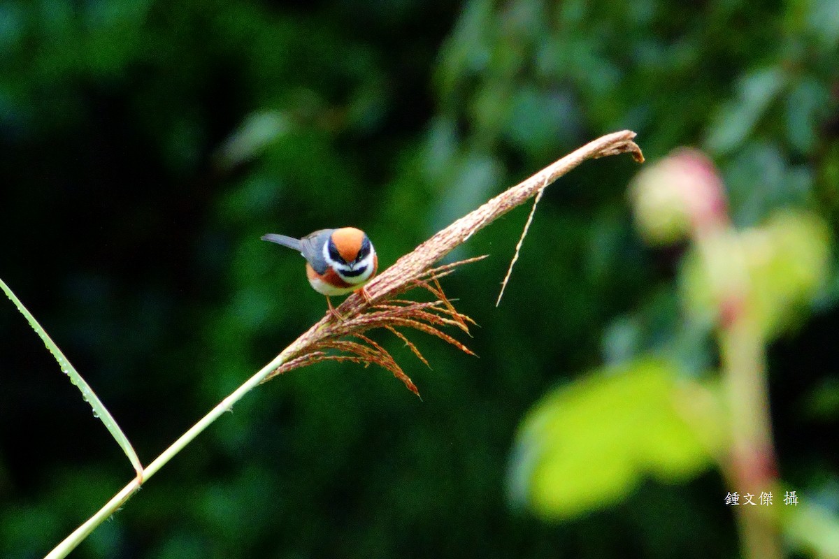 Black-throated Tit - ML644393595