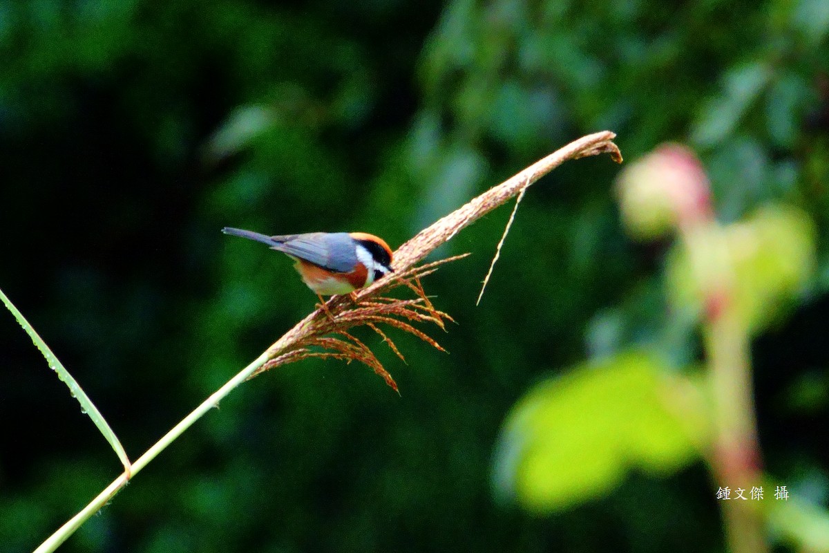 Black-throated Tit - ML644393596