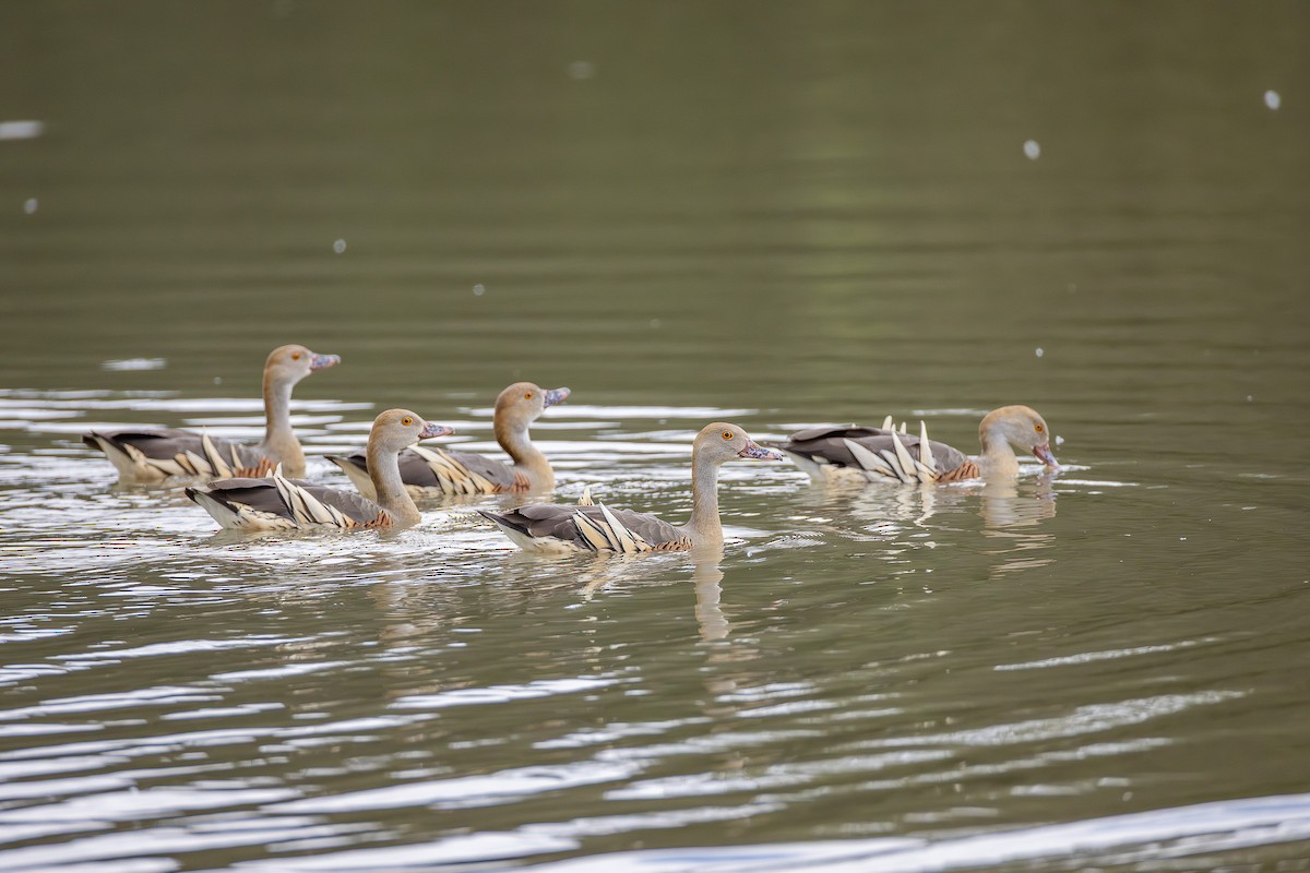 Gelbfuß-Pfeifgans - ML644393615