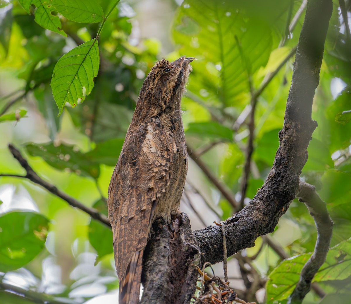 Поту довгохвостий - ML644393631