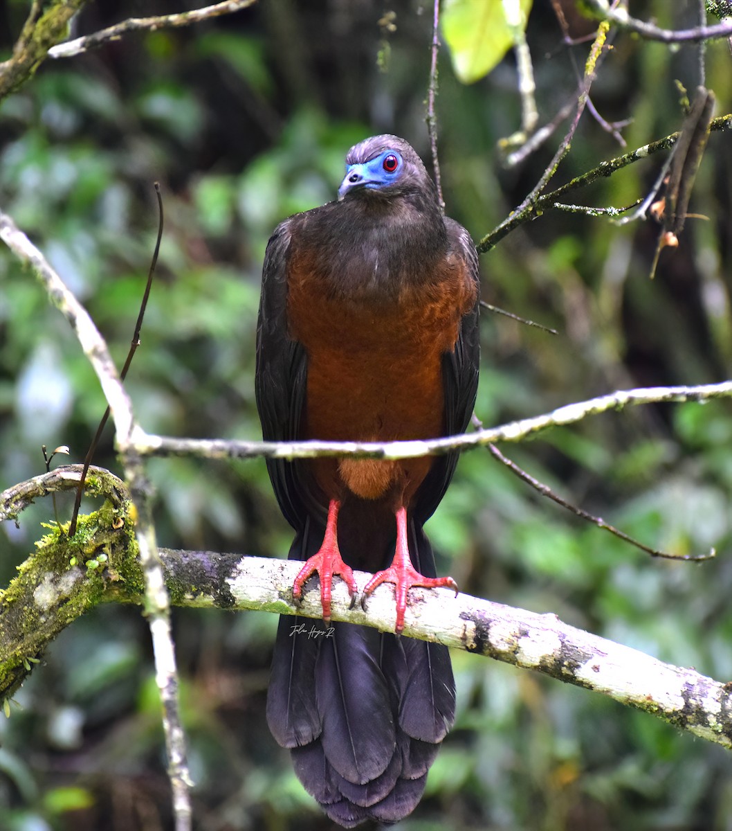 Sickle-winged Guan - ML644393642