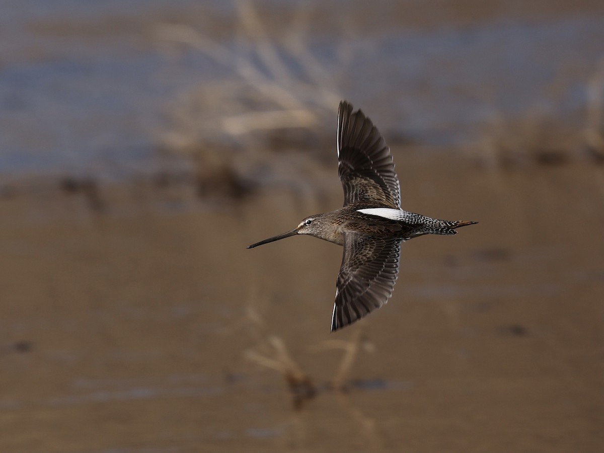 Tundraschlammläufer - ML644393645