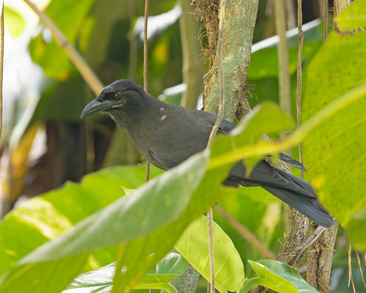 Jamaican Crow - ML644393650