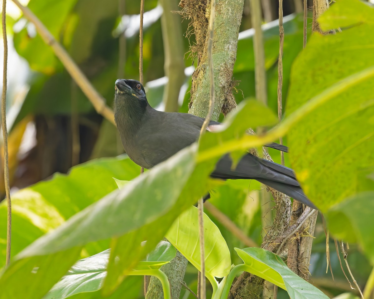 Jamaican Crow - ML644393651
