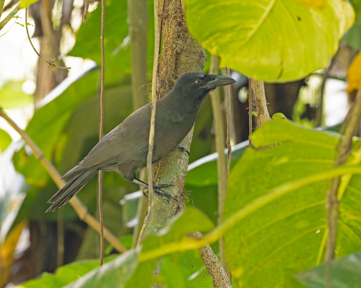 Jamaican Crow - ML644393652
