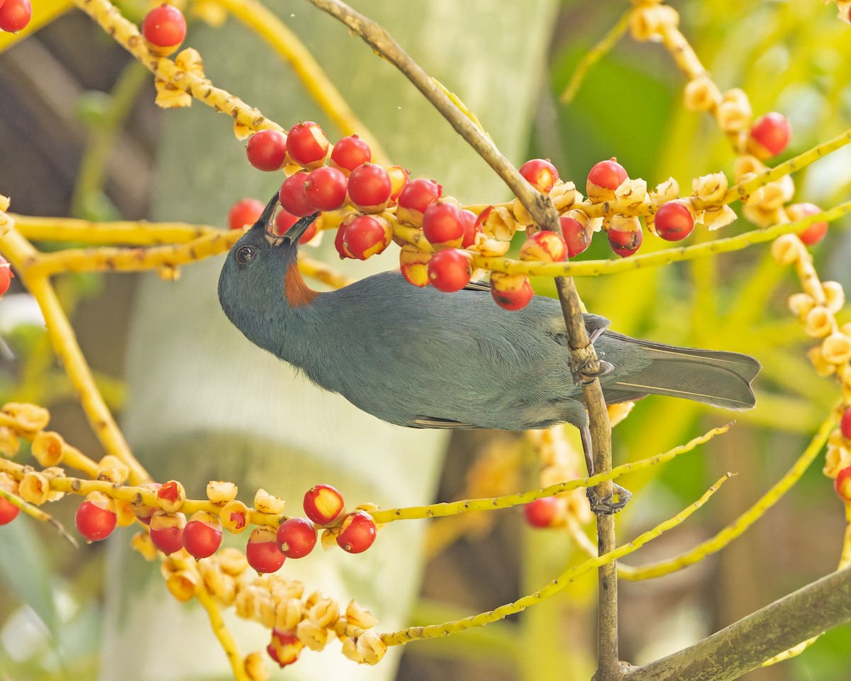 Orangequit - ML644393656