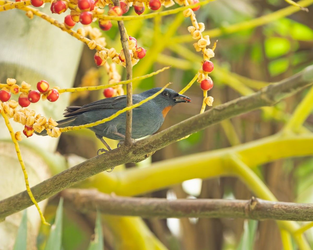 Orangequit - ML644393657