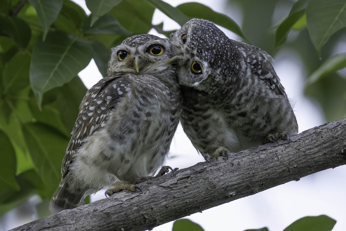 tempelugle - ML644393666