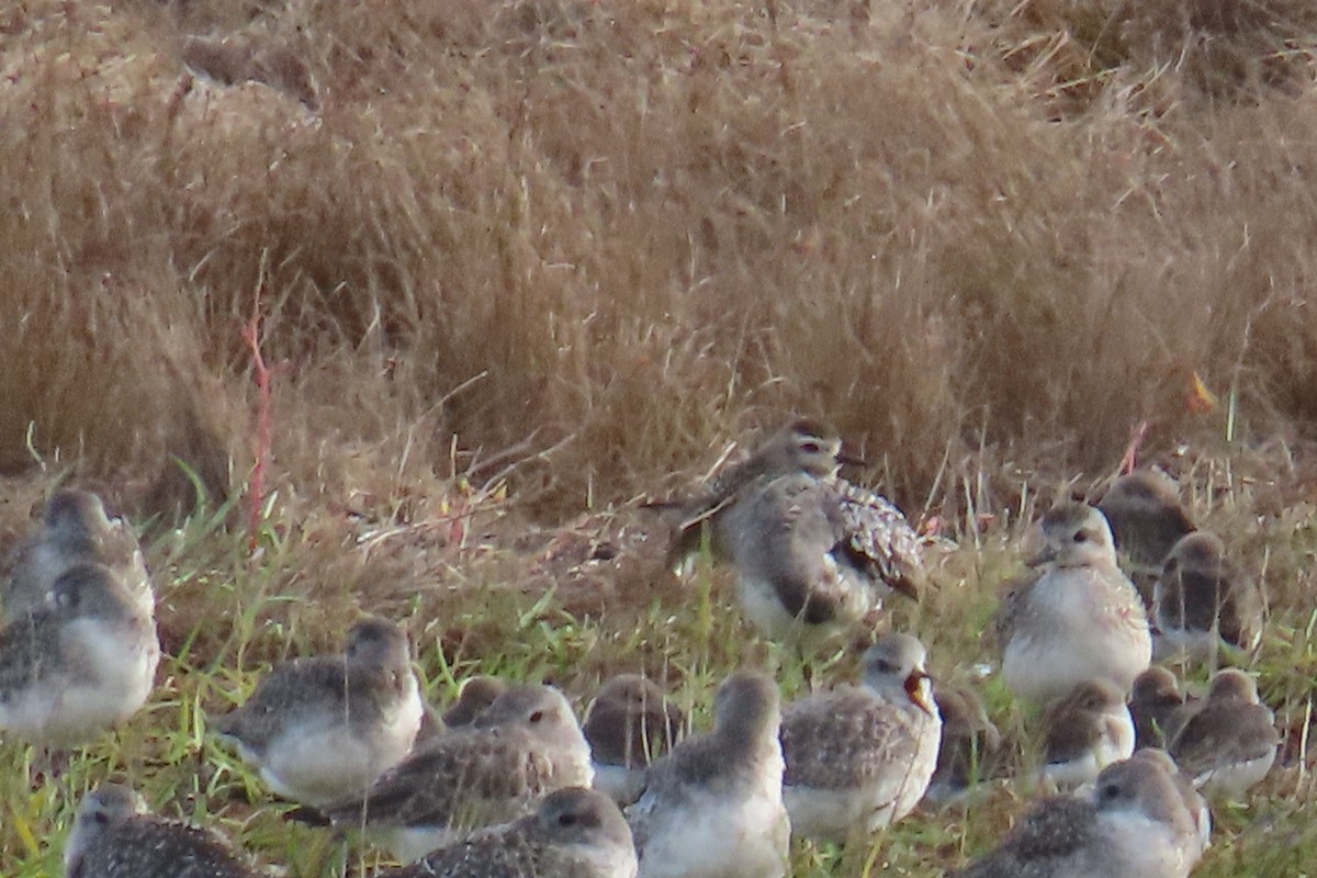 アメリカムナグロ - ML644393668