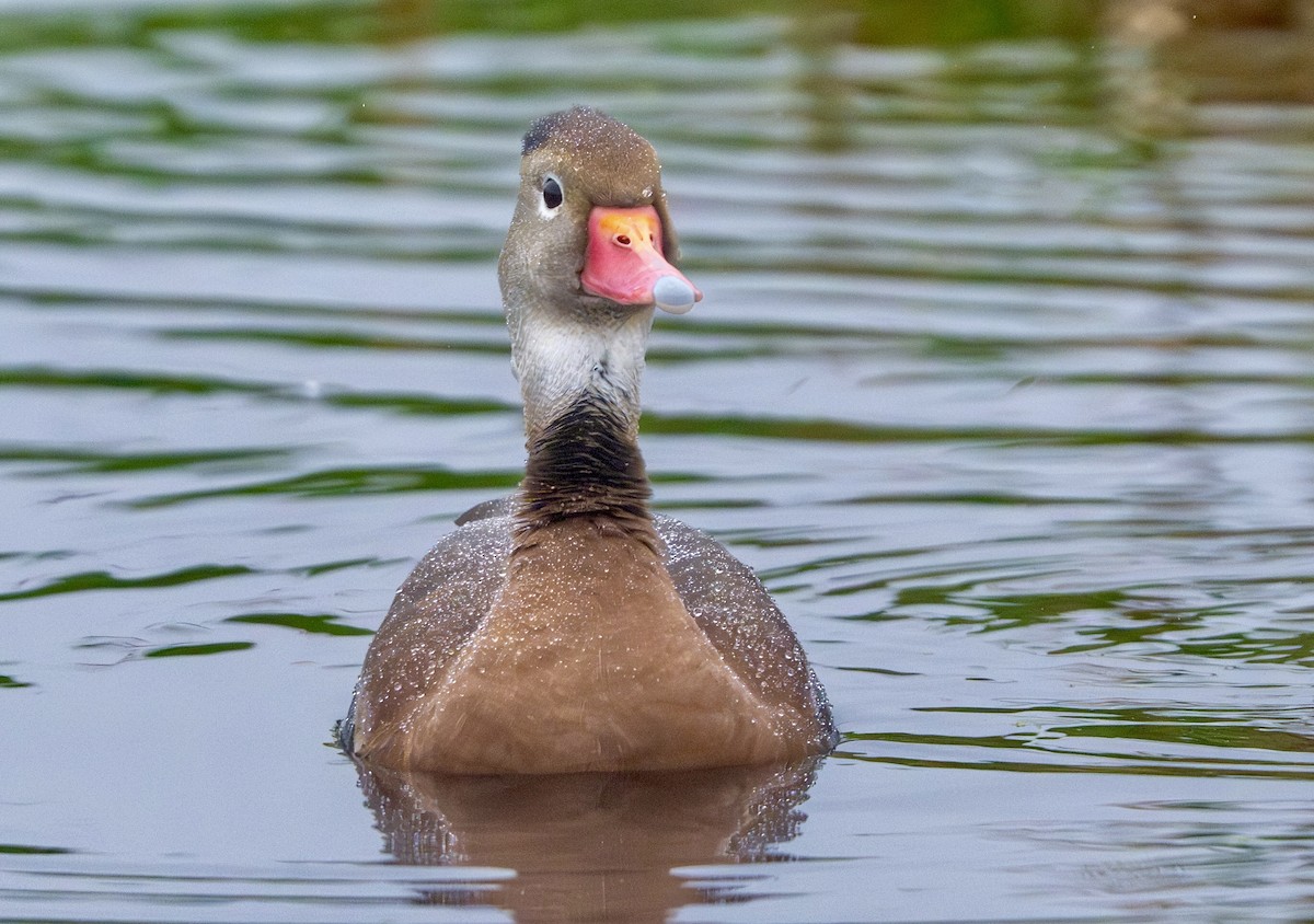 Black-bellied Whistling-Duck - Nadine Bluemel