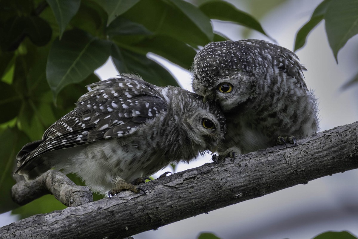 tempelugle - ML644393674