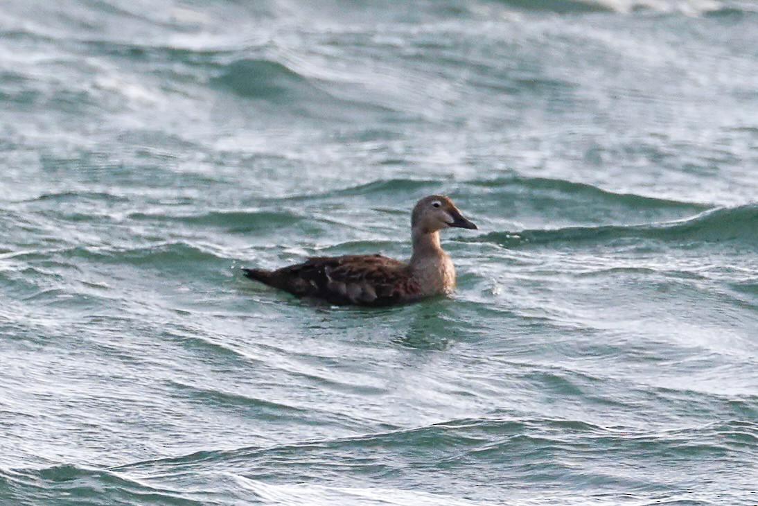 praktærfugl - ML644393680