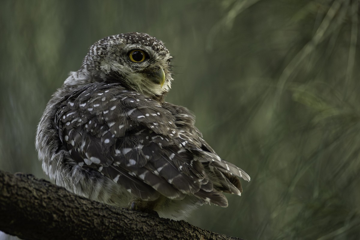 tempelugle - ML644393684