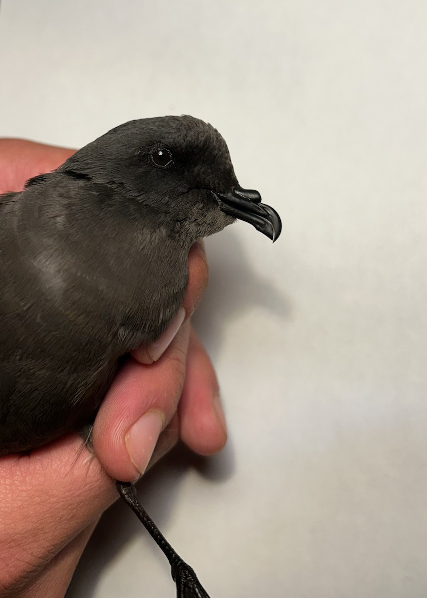 buřňáček madeirský - ML644393686