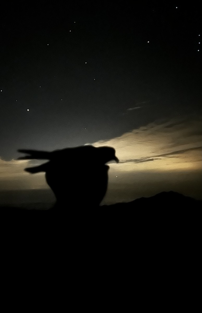 buřňáček madeirský - ML644393687