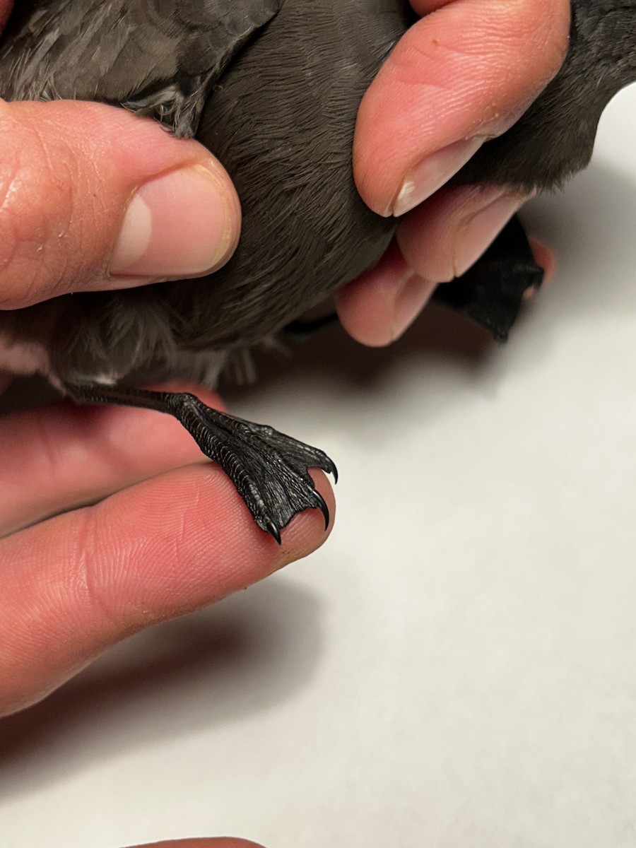 buřňáček madeirský - ML644393688