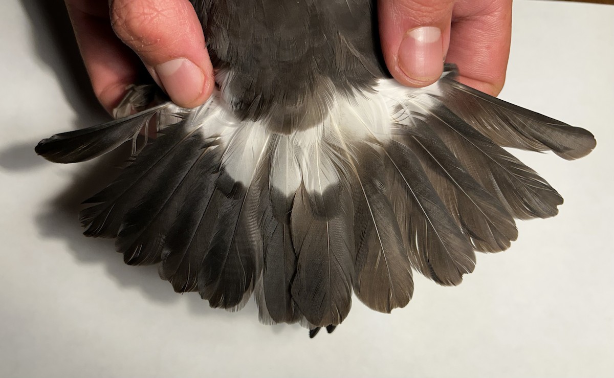 buřňáček madeirský - ML644393689