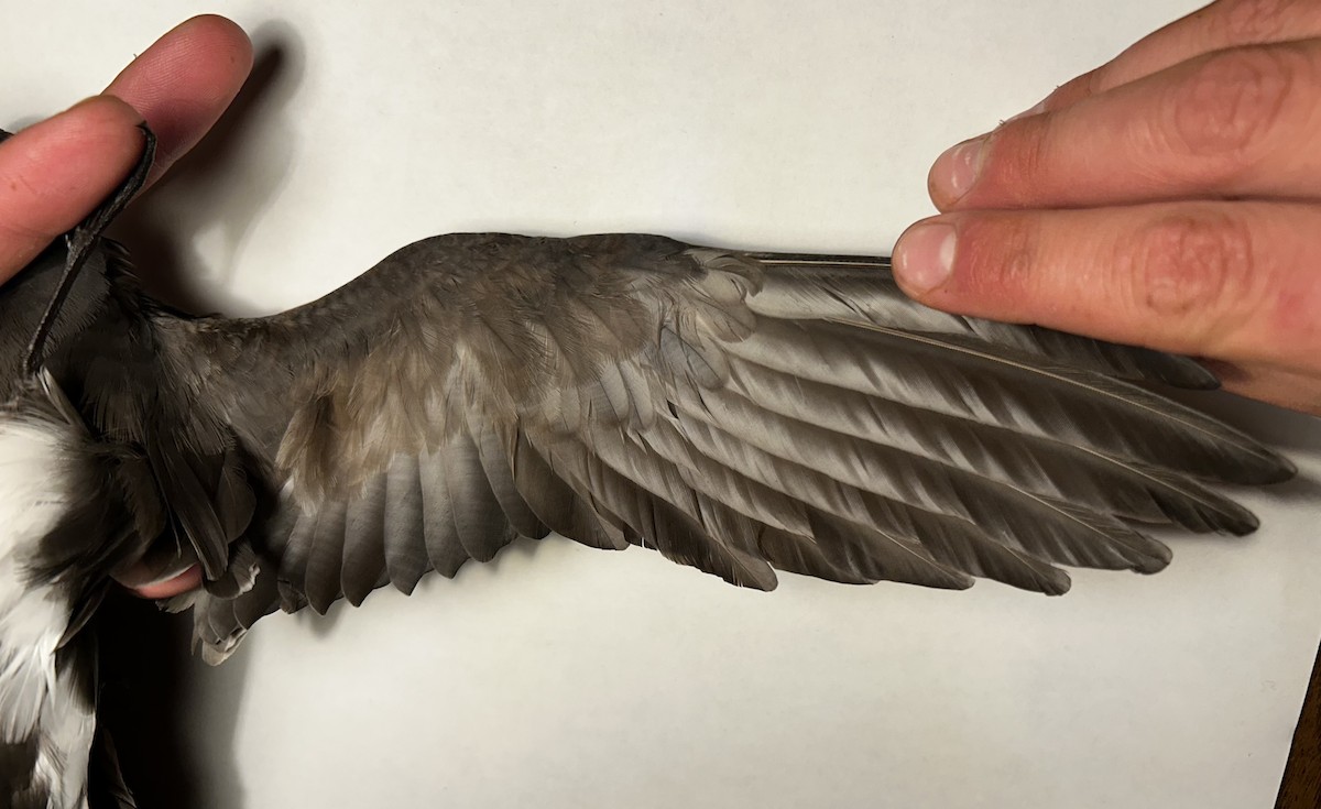 buřňáček madeirský - ML644393690