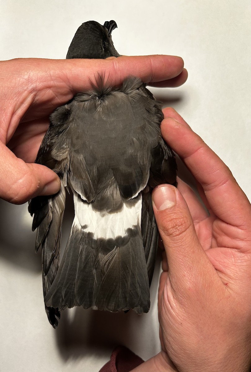 buřňáček madeirský - ML644393691