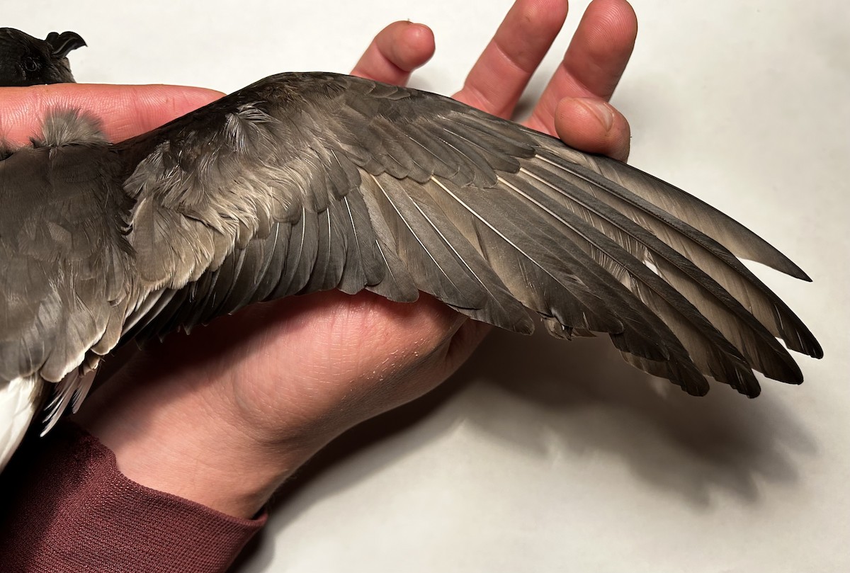 buřňáček madeirský - ML644393692