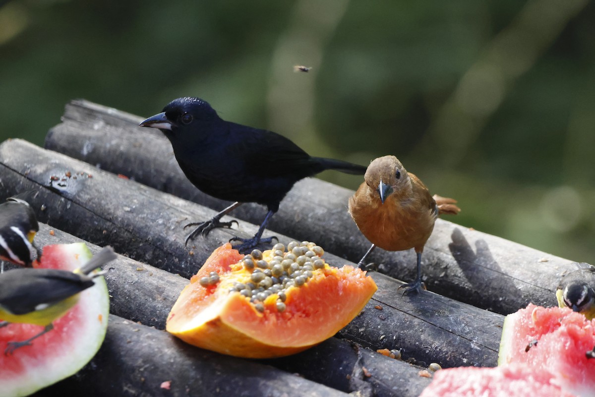 クロフウキンチョウ - ML644393696