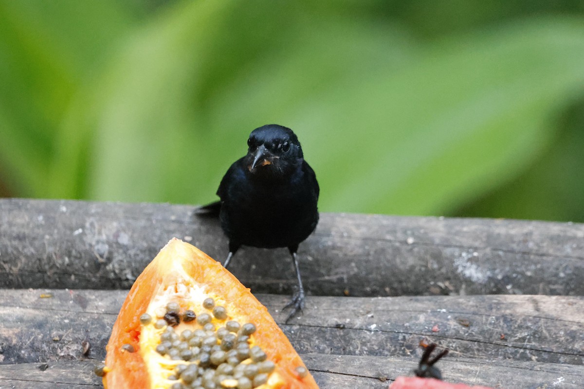 クロフウキンチョウ - ML644393697