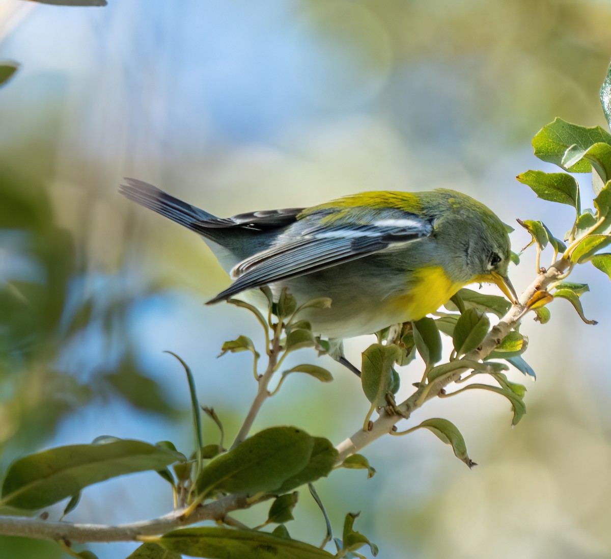 Northern Parula - ML644393700