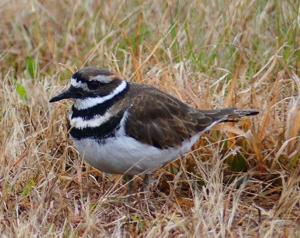 Killdeer - ML644393703