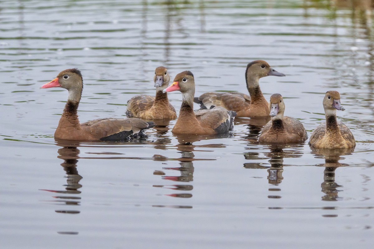 Black-bellied Whistling-Duck - ML644393704