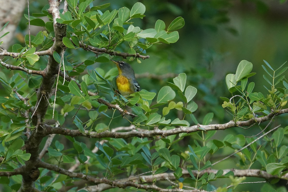 Northern Parula - ML644393705