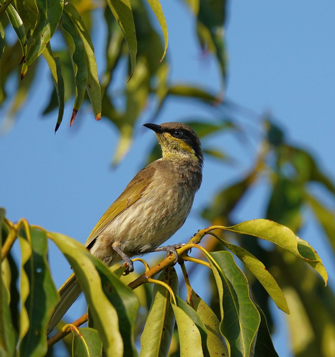 Медник мангровий - ML644393708