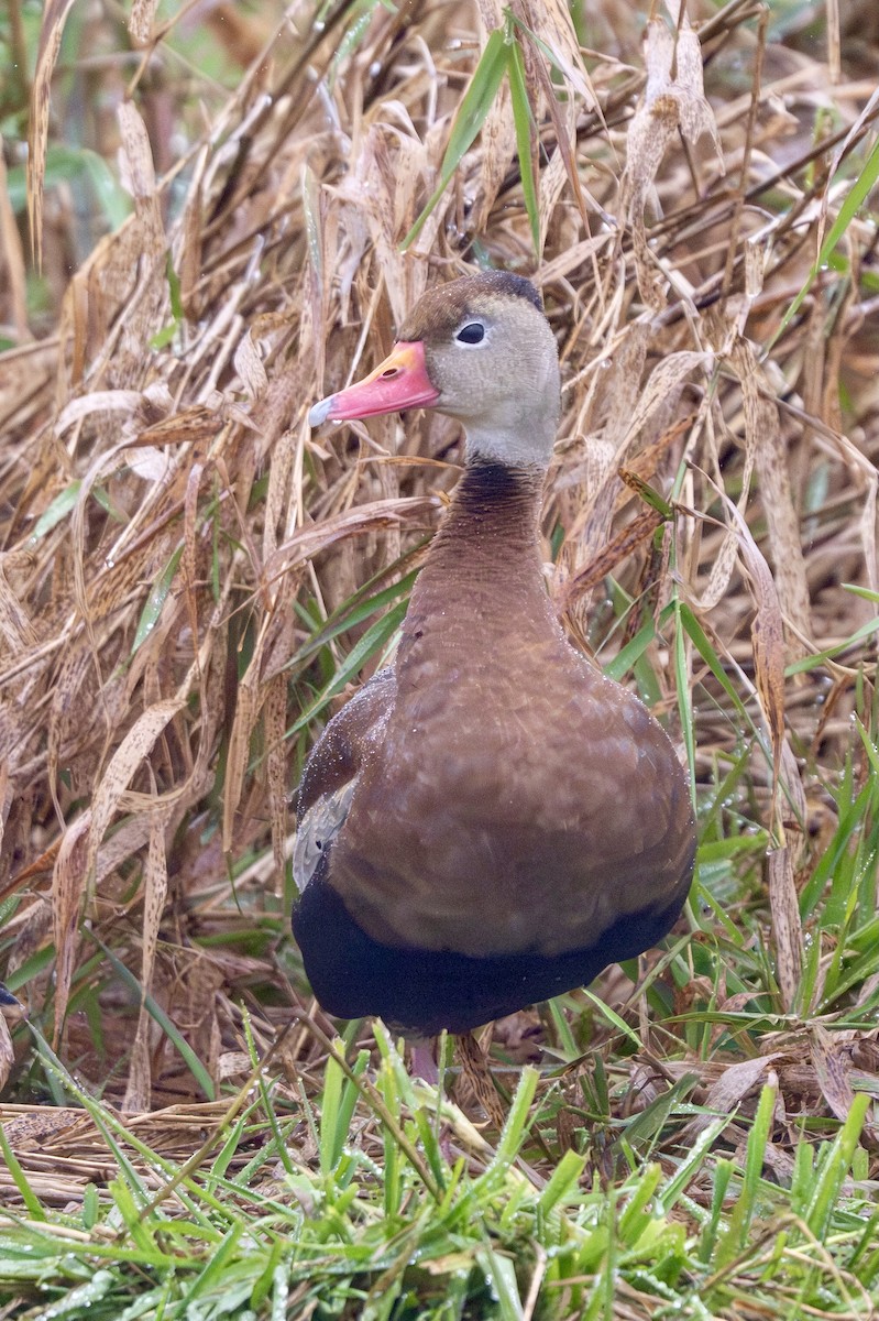 Black-bellied Whistling-Duck - ML644393709