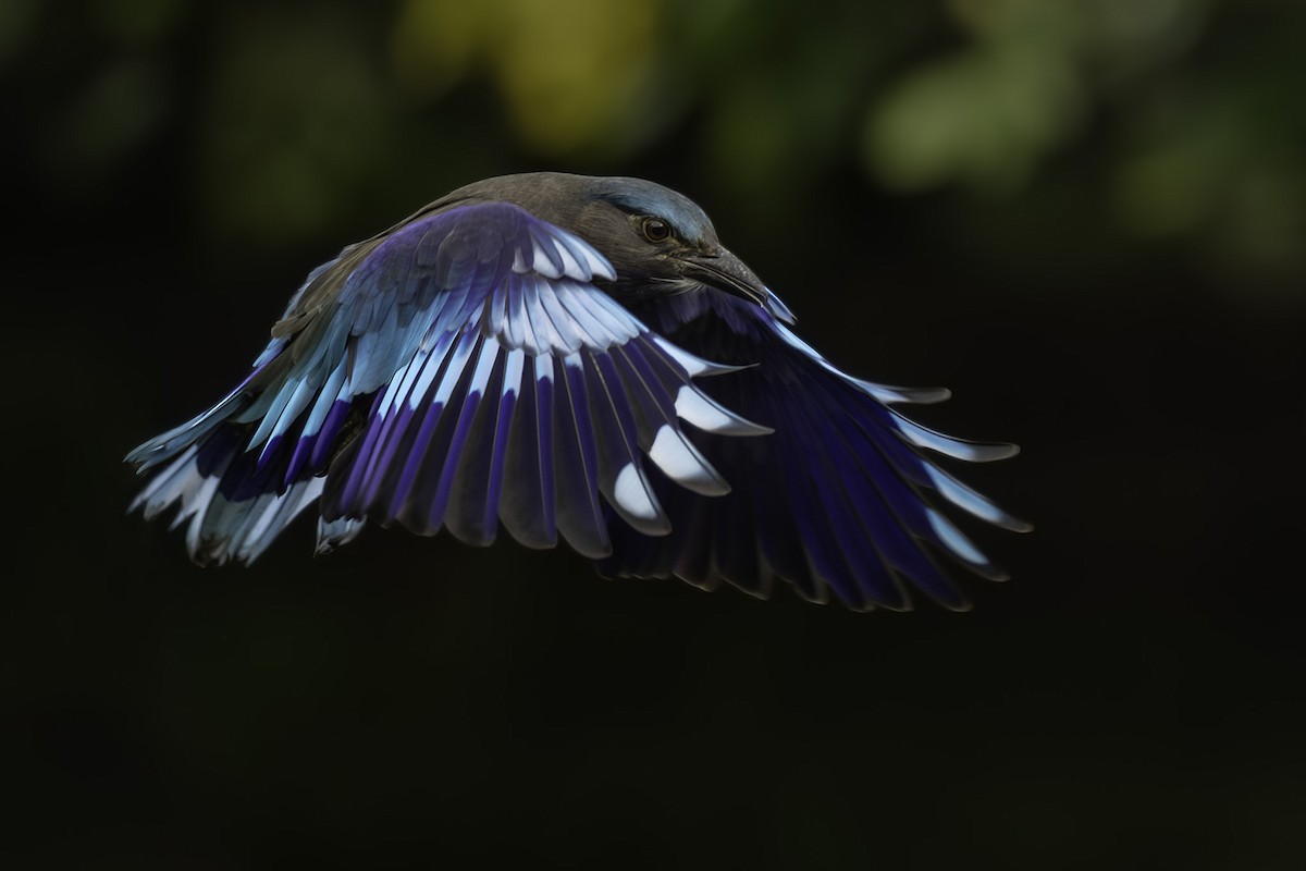 Сиворакша індокитайська - ML644393710