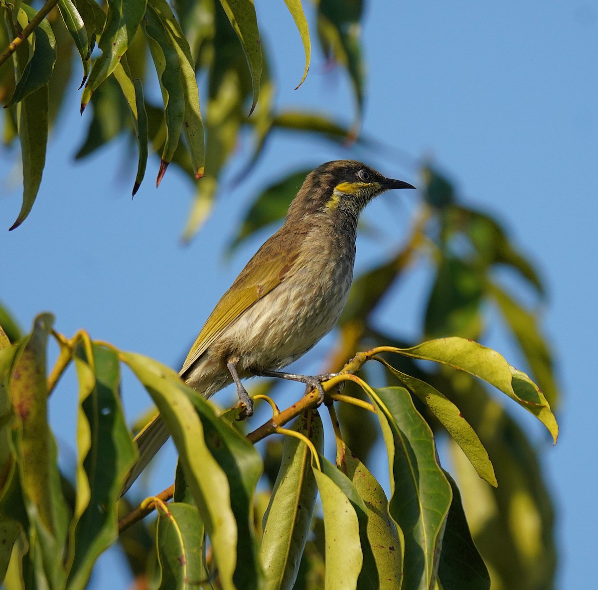 Медник мангровий - ML644393716