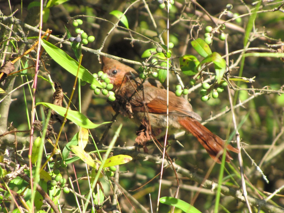 Northern Cardinal - ML644393721