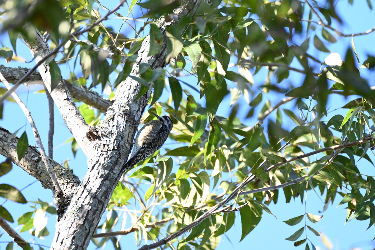 Gelbbauch-Saftlecker - ML644393726